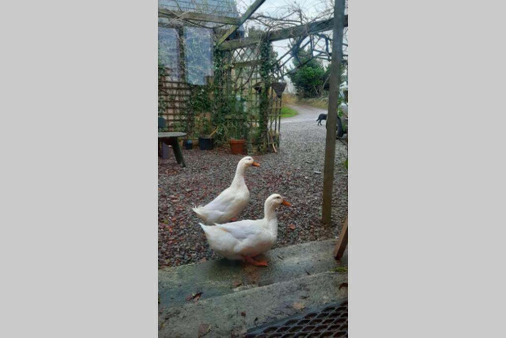 Driftwood Country Apartment Skibbereen Dış mekan fotoğraf